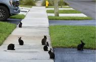 美国佛罗里达州野兔泛滥，人行道被霸占，居民被迫搬家，四川的朋友们怎么看？