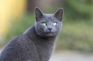 二十种适合与朋友共同饲养的猫咪品种：俄罗斯猫和伯曼猫