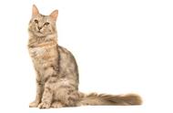 安哥拉猫：土耳其的国宝级猫种，耳朵超级带感