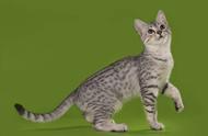 探索埃及猫：一种独特的宠物种类