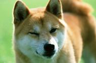 全球犬种大盘点：日本的柴犬，美国的可卡，法国的斗牛犬，中国有什么？