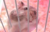 揭秘小仓鼠的神秘行为：为何它们会吃自己的便便？
