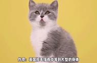 英国短毛猫：一种可爱且友善的猫种