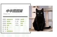 中华田园猫：黑色的魅力