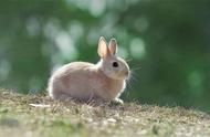 2023年兔年的特别报道：世界上最大的兔子与世界上最小的兔子
