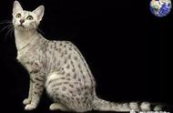 豹纹猫的魅力：我是豹子迷你