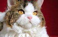 塞尔凯克卷毛猫：一种迷人的猫咪品种