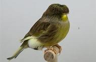 格洛斯特金丝雀：鸟界中的西瓜头