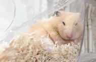 仓鼠的睡眠习性：如何科学地照顾它们
