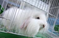 英国迷你垂耳兔：袖珍型垂耳兔品种解析