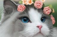 布偶猫：猫界的仙女，为何养的人却很少？