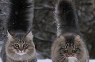冬日雪地精灵：挪威森林猫的北欧故事