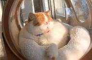 加菲猫的可爱外表下隐藏的五大问题，你了解吗？