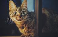 狸花猫与虎斑猫：两种猫咪的特点对比