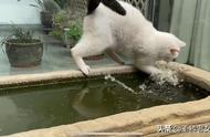 观复博物馆：土耳其梵猫血统的猫的故事