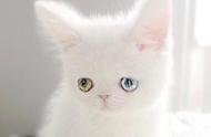 一眼就会爱上！这只蓝绿眼睛的小猫小巧可爱