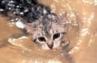 辟谣：所有猫都怕水？不，养这些猫，你可能需要游泳池