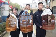 画眉的自由：台州鸟友捕捉交易画眉被制止