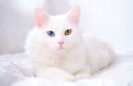 东奇尼猫和土耳其安哥拉猫：朋友们的最爱猫咪品种推荐
