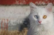 土耳其的天价宠物猫：一只价值1000万美金的猫咪