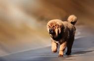 西藏的壮丽犬种：藏獒