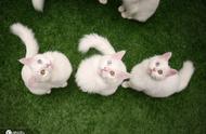 土耳其雪白梵猫双眼异色瞳惊艳全场，即将参加喵星人选美大赛