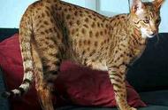 揭秘十种最壮硕的家猫品种