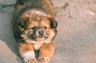 中华田园犬的名字来源是什么？如果得到良好的照顾，它们的表现比其他犬种更出色。