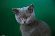 美短猫的常见疾病预防：如何提前避免？
