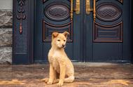 中国狗狗荣登六大长寿犬种榜首，你家的狗狗也在其中吗？
