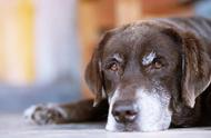 预防老年犬六大常见疾病，早了解早行动