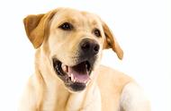 初学养狗者指南：拉布拉多犬的饲养技巧