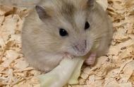 当仓鼠吃饭时被打扰，饲主试图夺走它的白菜叶，但鼠鼠坚决不松口