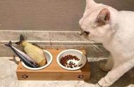 揭秘：猫咪并非都爱吃肉，喵星人也有特殊口味