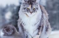 萌宠缅因猫：壮硕的身躯中藏着一颗可爱的心，你的专属“狮子王”