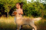 揭秘：为何金毛犬是养狗的最佳选择？