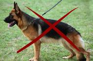 德国牧羊犬为何被禁止饲养？