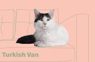 二十八种值得推荐的猫咪品种：土耳其梵猫和土耳其梵科迪斯