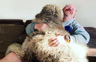 英国巨型贵宾犬重达44公斤，主人腿上撒娇