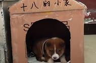 边防战士在巡逻途中意外发现的小奶狗，网友纷纷猜测它是否会成为军犬