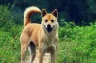 你知道中国本土犬类有哪些吗？