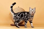 美国的短毛猫，加拿大的无毛猫，泰国暹罗猫：中国有什么特别的猫咪品种？