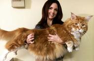 十种体型最大的猫咪揭秘，你敢养吗？