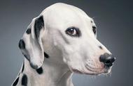 比赛犬的聪明伶俐：斑点随成长而变化的独特标志