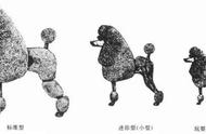 寻根问祖系列（2）：贵宾犬的起源和发展