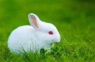 兔兔那么可爱，为什么我们要吃它？