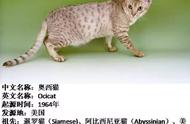 狂野的外表，柔软的心：奥西猫的特征