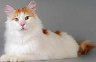 土耳其梵猫和梵科迪斯猫的魅力：你不可错过的推荐！