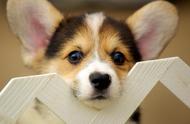 美国最受欢迎的100种小狗名字