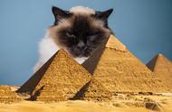 埃及人为何对猫的崇拜有深厚的情感？